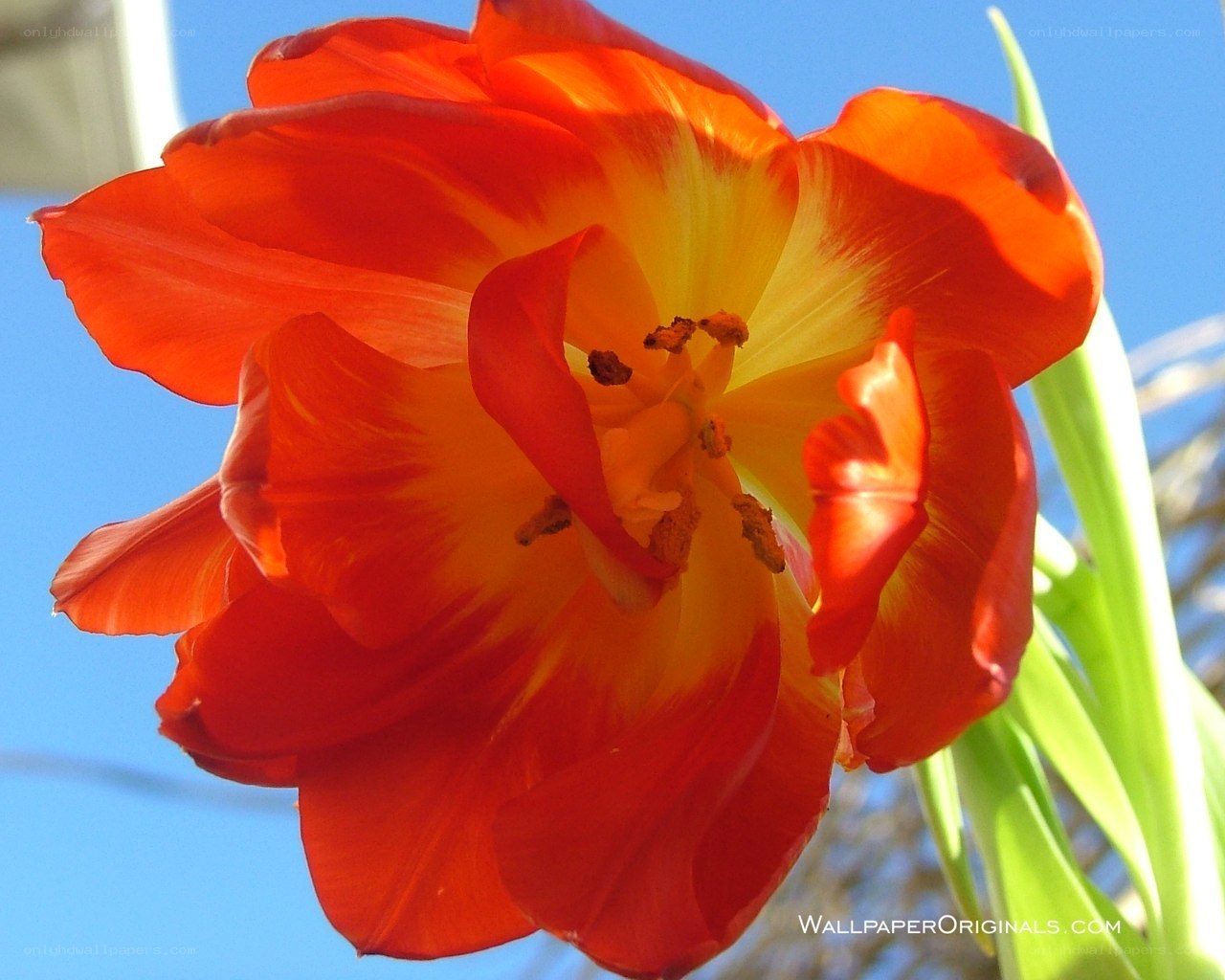 Vibrant red tulip in bloom