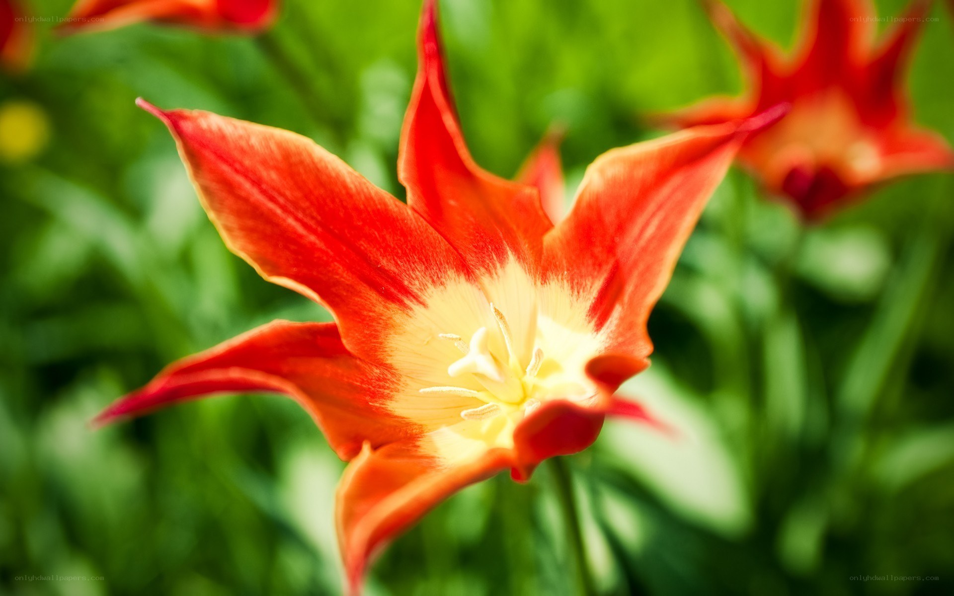 vibrant red tulip in bloom