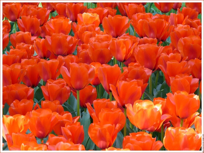 Vibrant red tulips in a field
