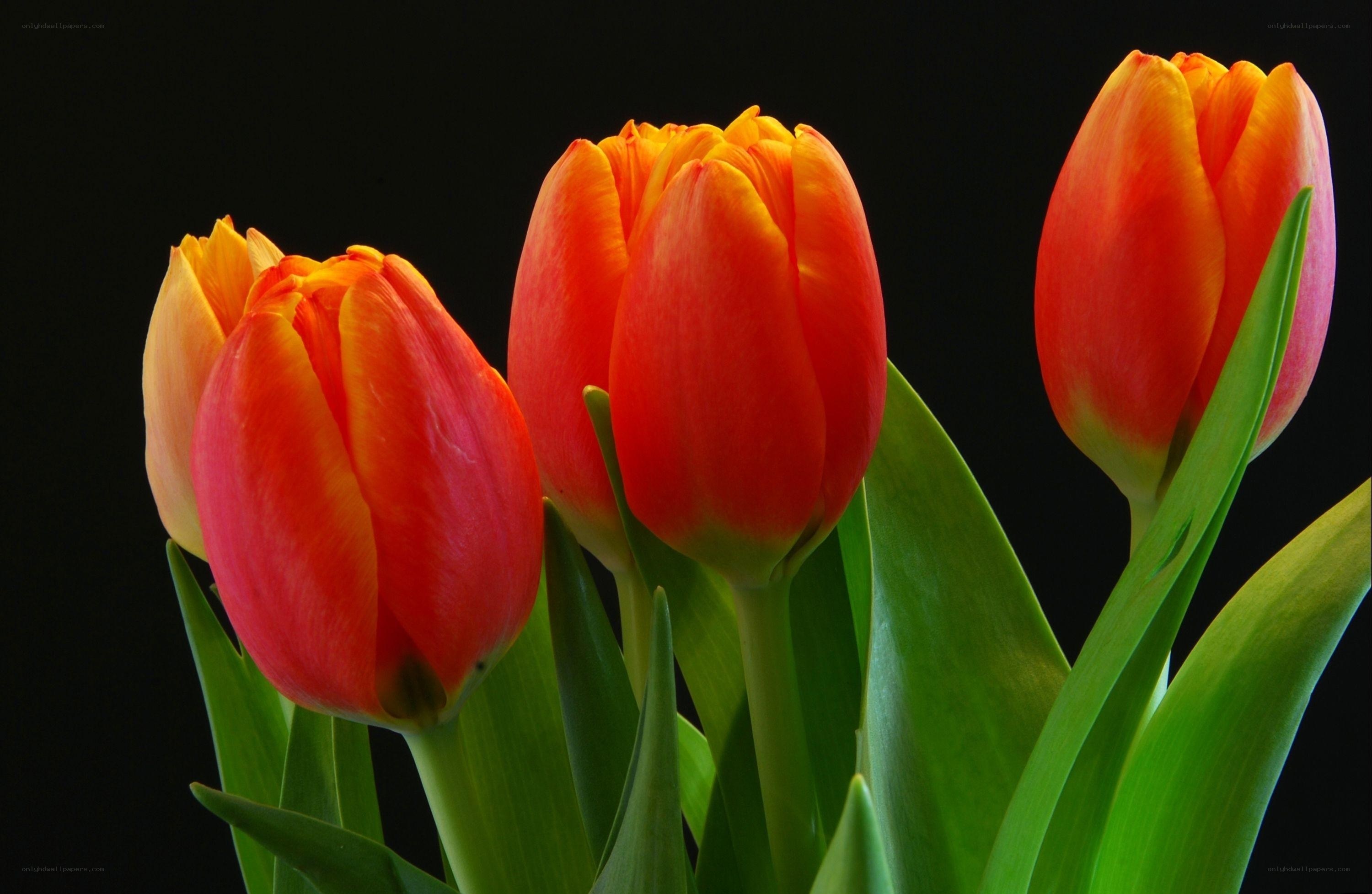 Vibrant red tulips in bloom