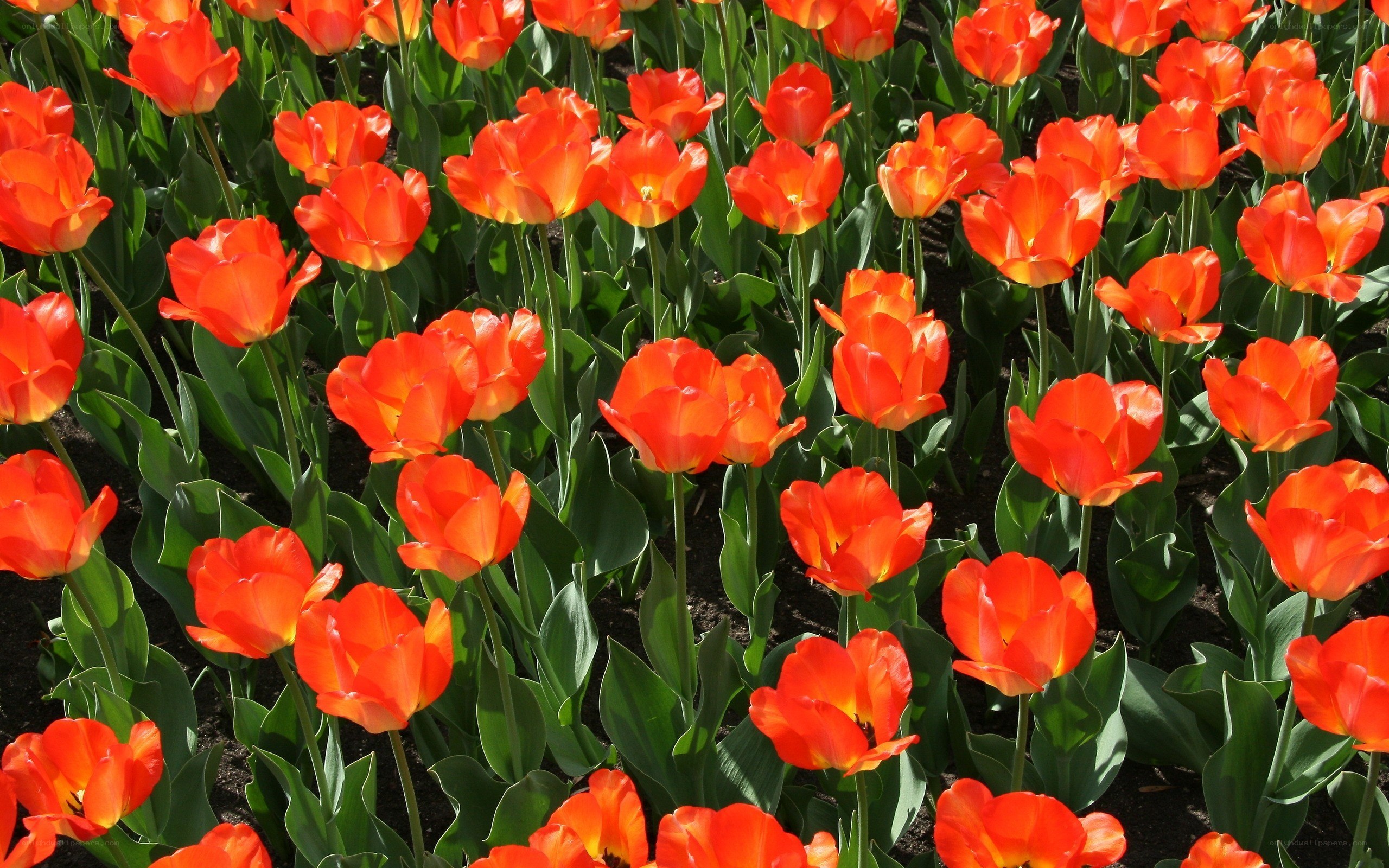 Vibrant red tulips in bloom