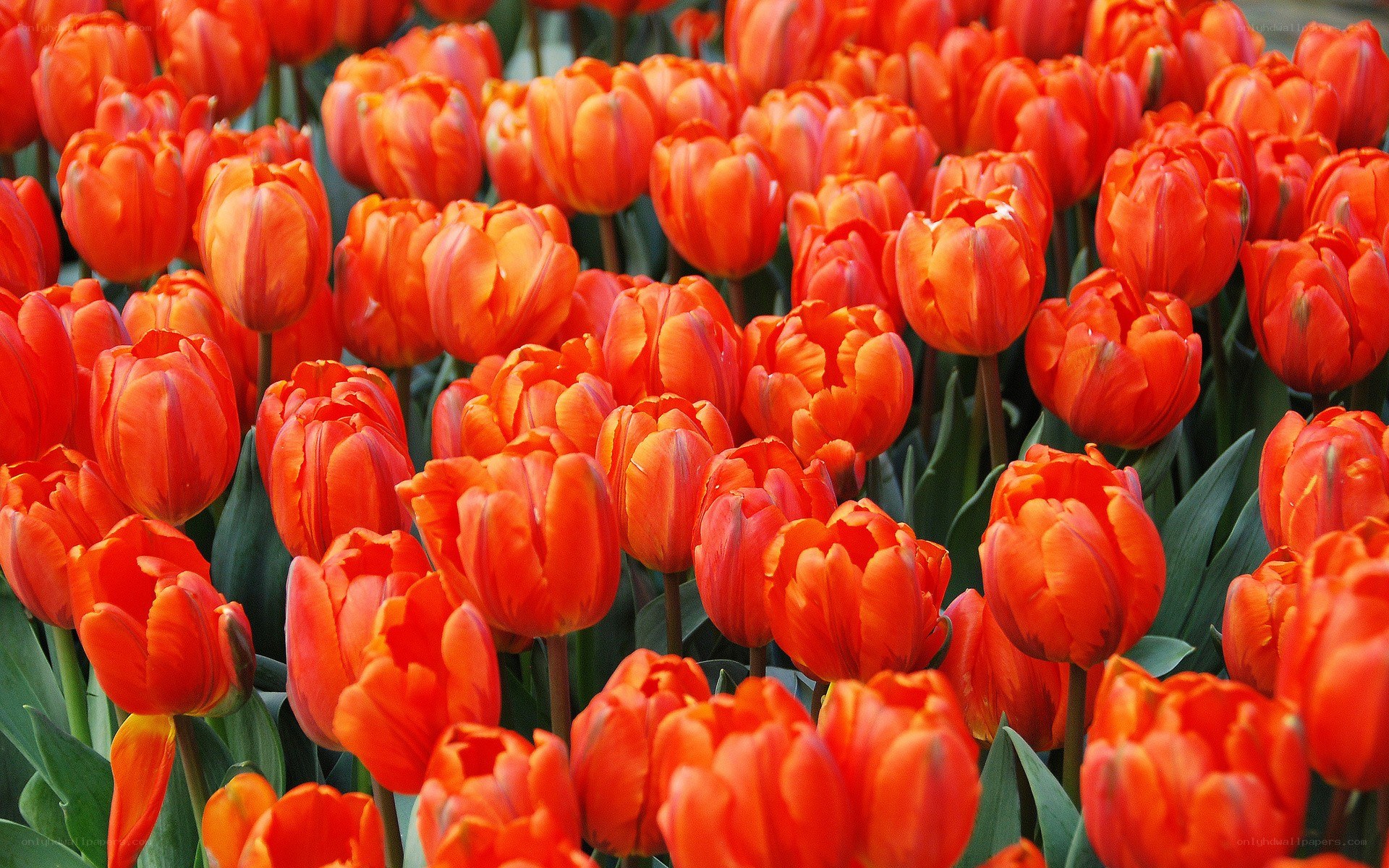 Vibrant red tulips in bloom
