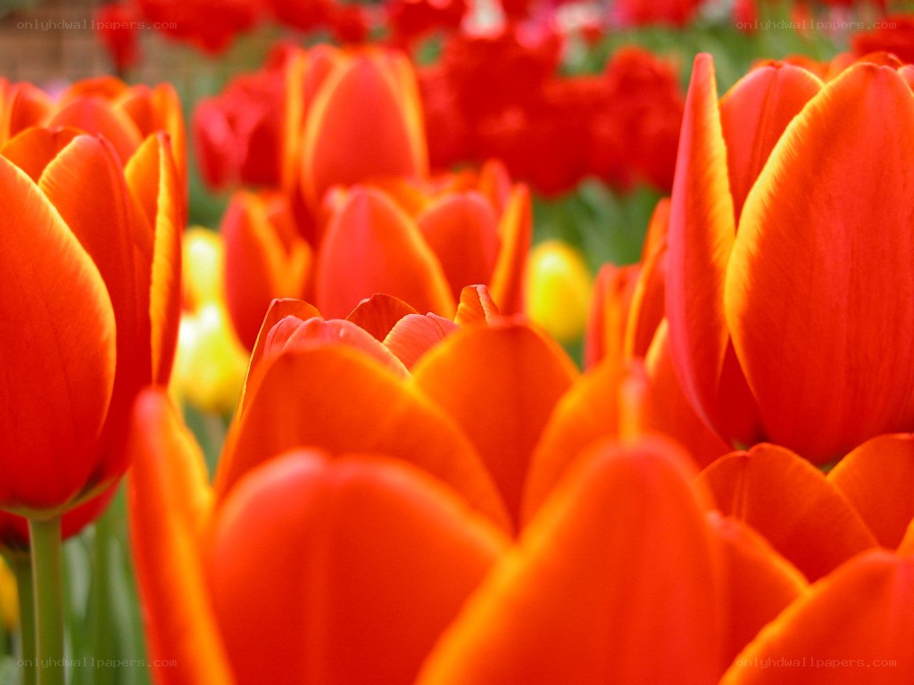Vibrant red tulips in bloom
