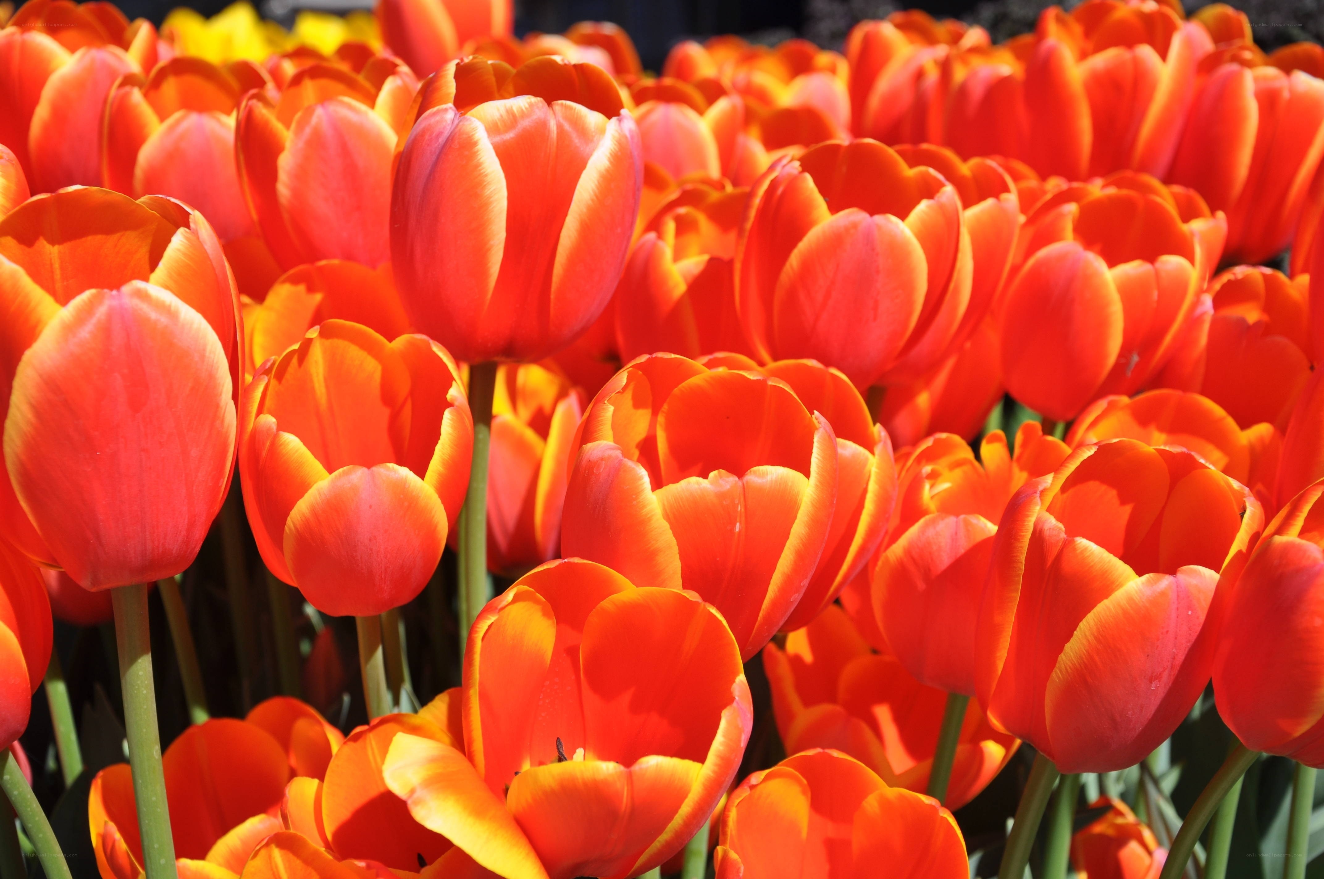 Vibrant red tulips in bloom