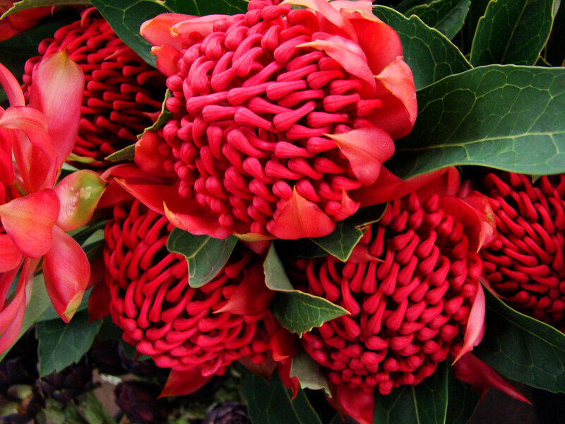 vibrant red waratah flowers