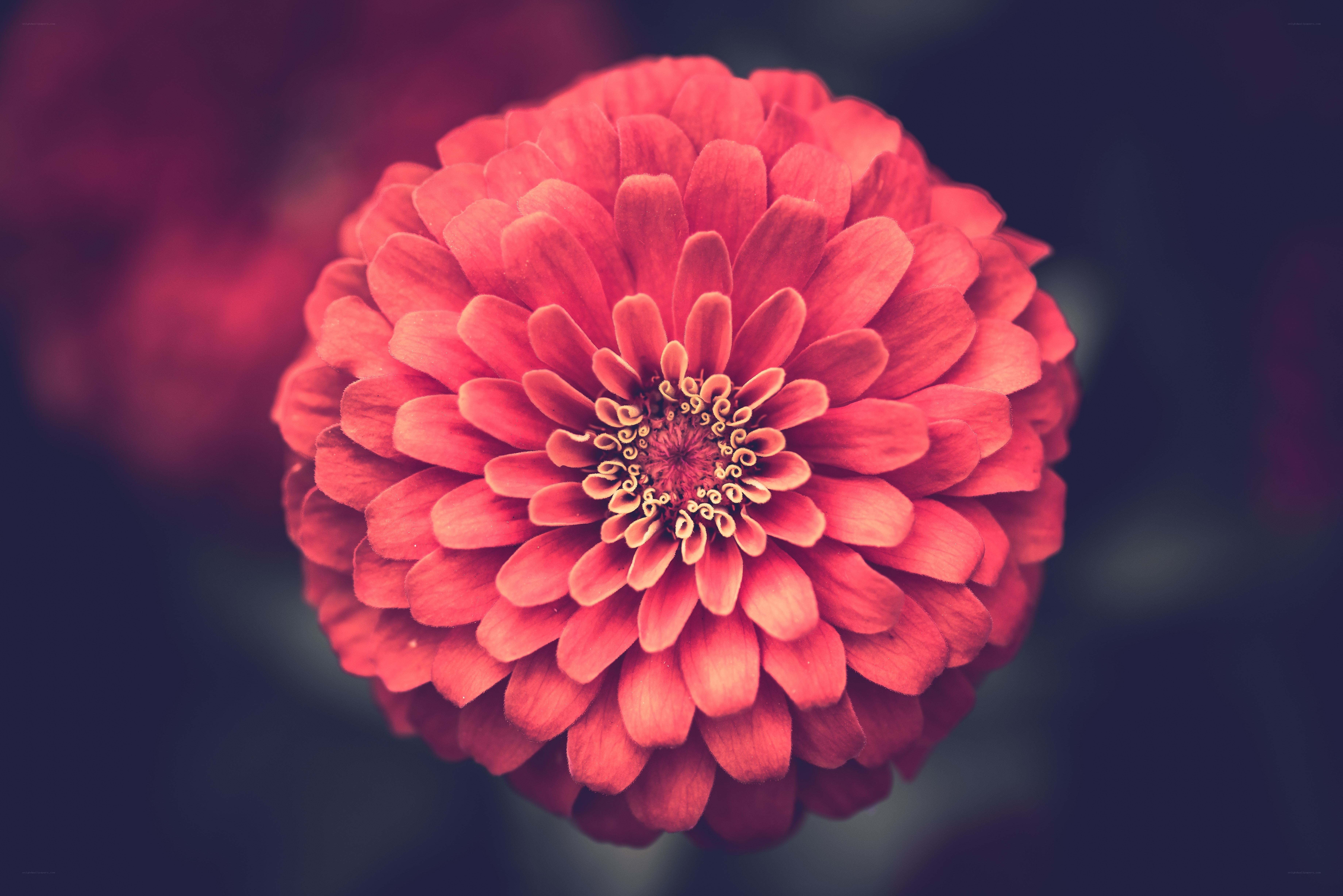 vibrant red zinnia flower