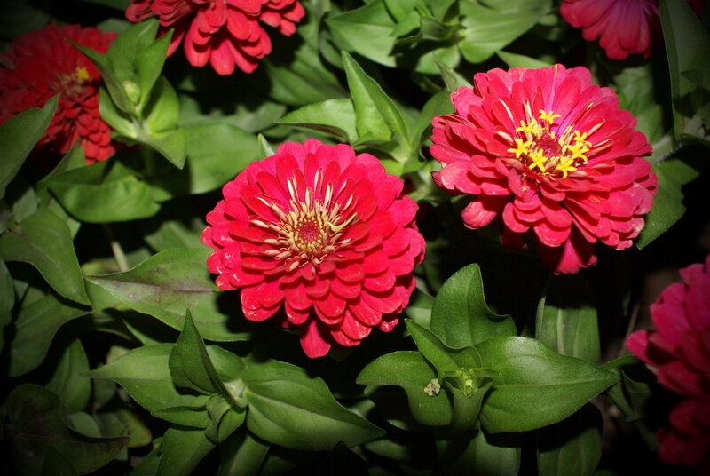vibrant red zinnia flowers