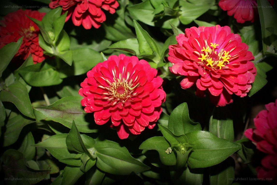 vibrant red zinnia flowers