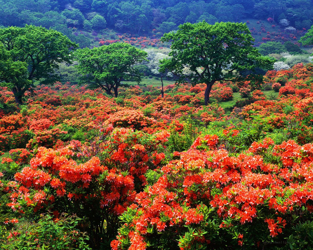 Vibrant rhododendron bloom