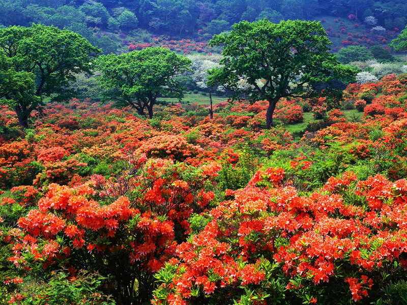 Vibrant rhododendron field