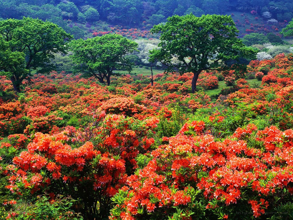 Vibrant rhododendron field