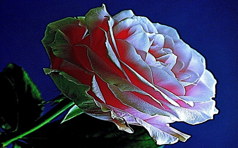 vibrant rose against dark blue