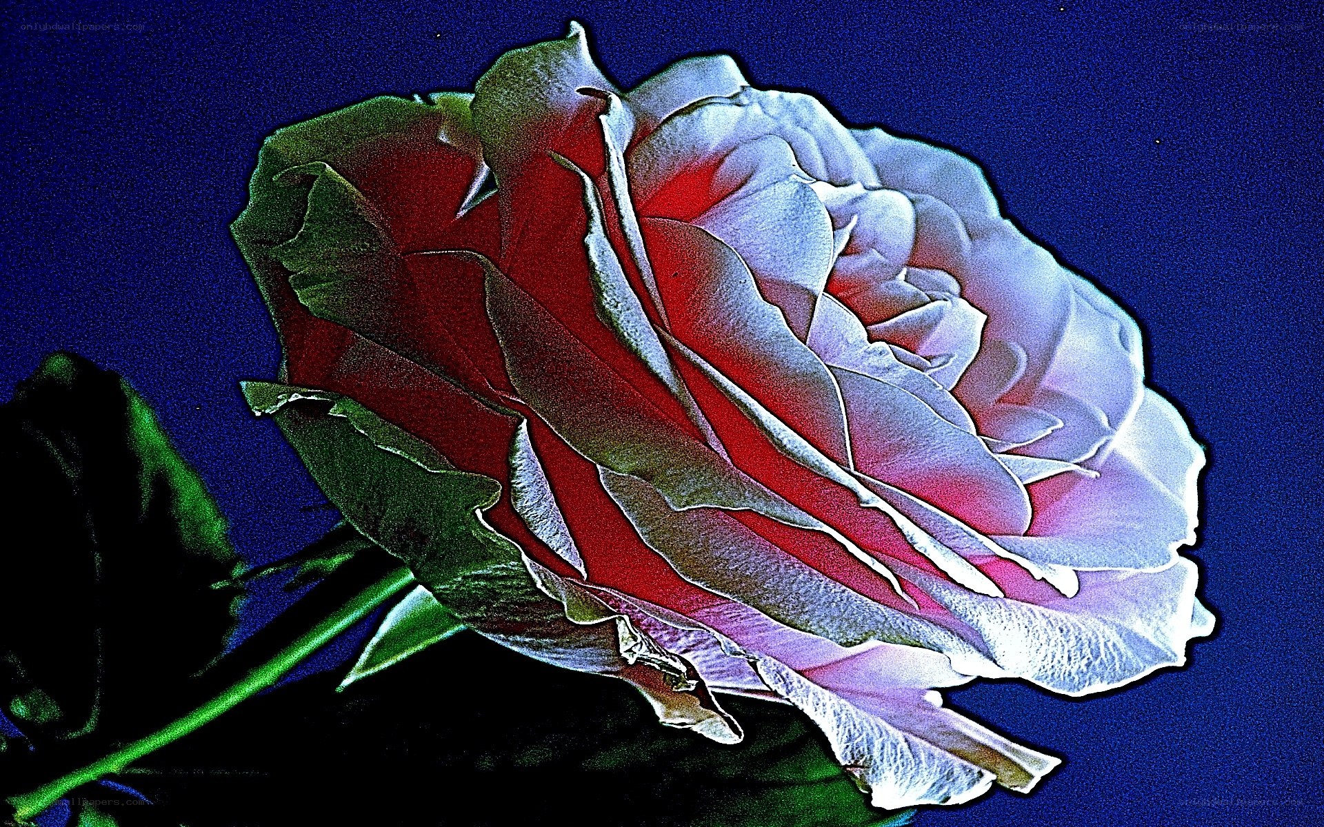 vibrant rose against dark blue