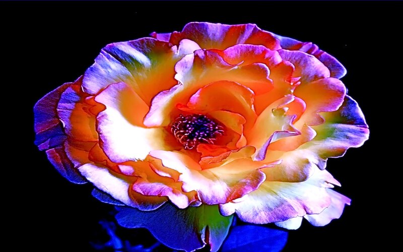 vibrant rose flower