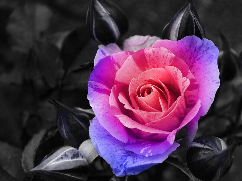 vibrant rose in black and white