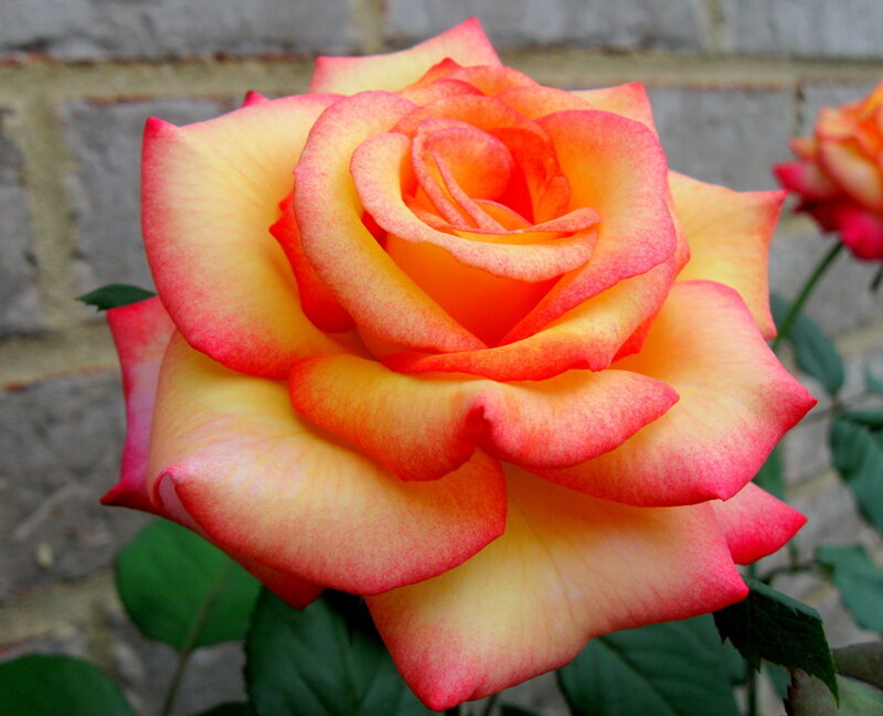 vibrant rose in full bloom