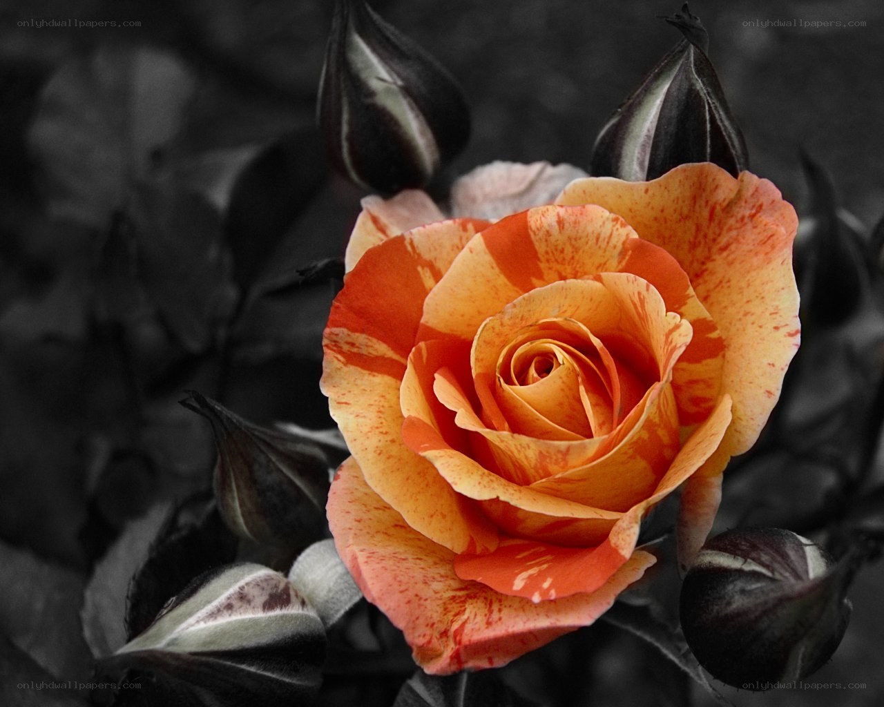 vibrant rose in monochrome