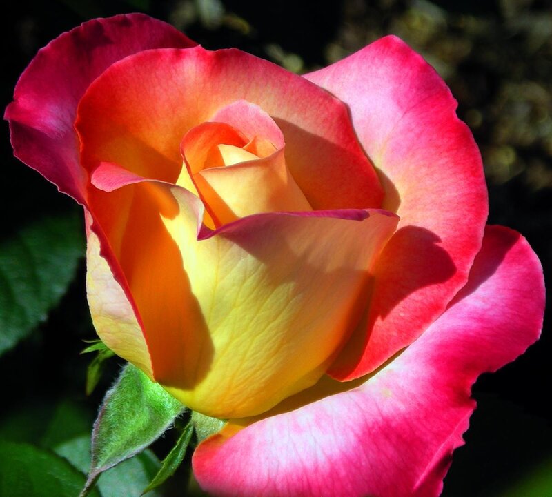 vibrant rose in sunlight