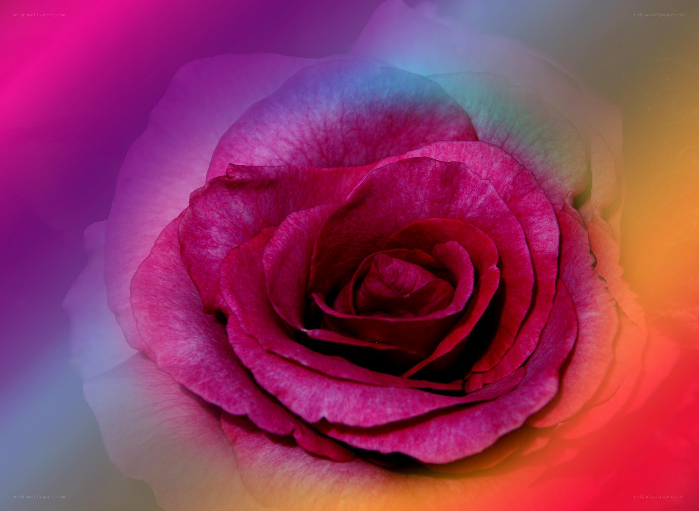 vibrant rose with colorful gradient