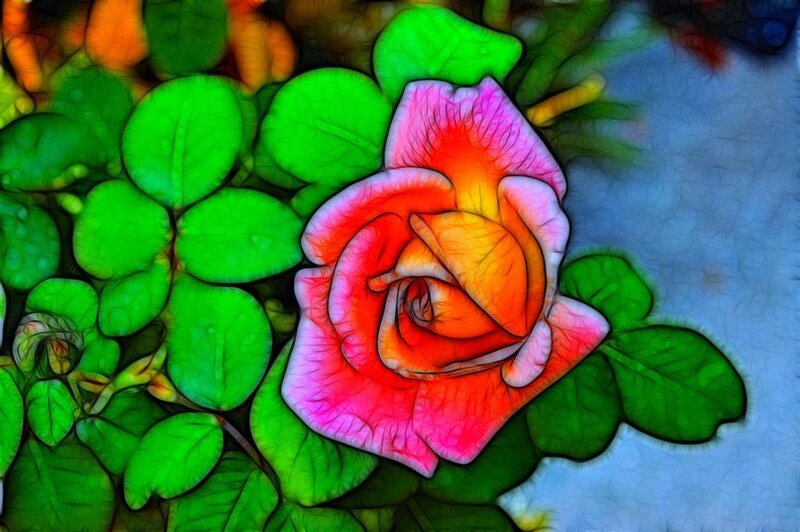 vibrant rose with green leaves