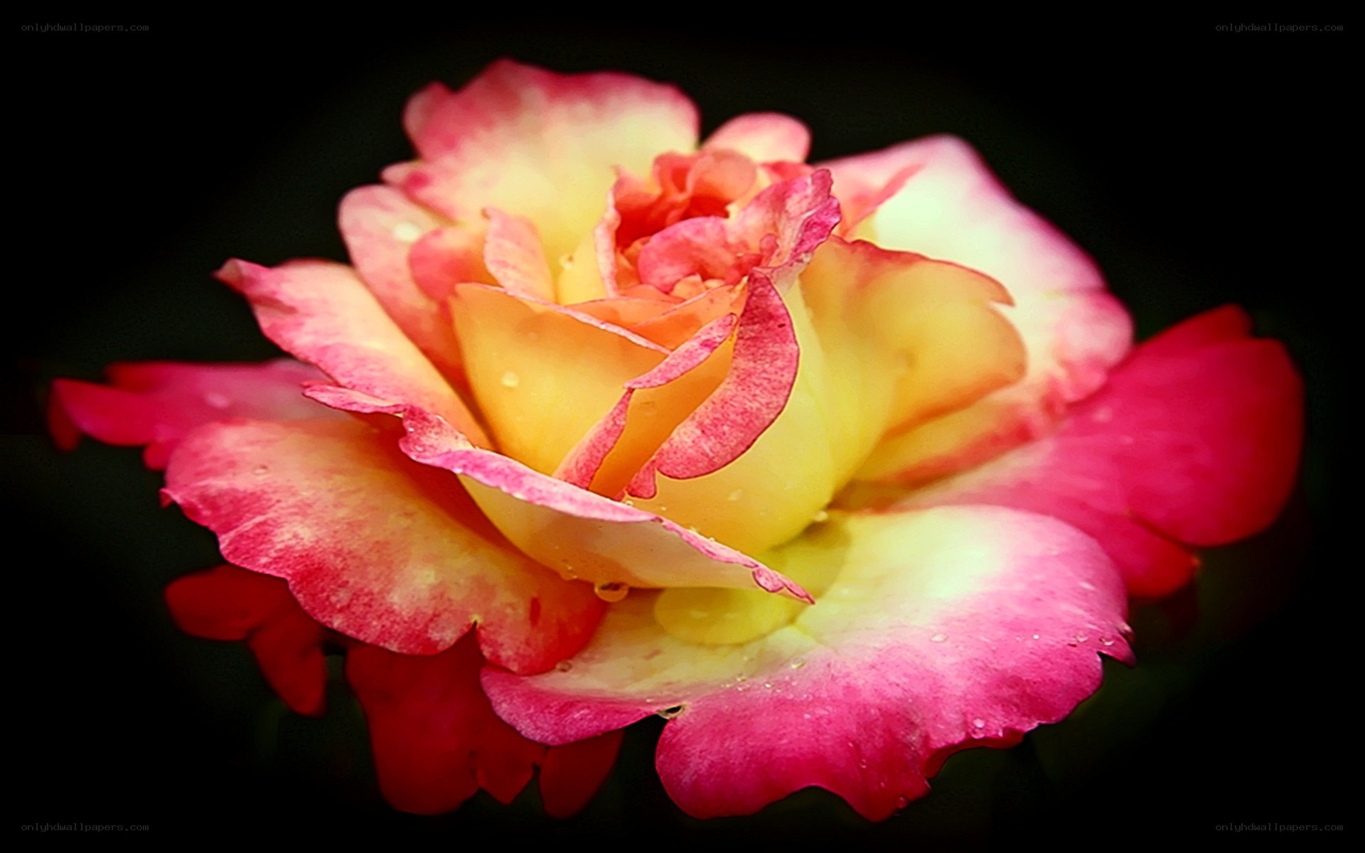 vibrant rose with water droplets