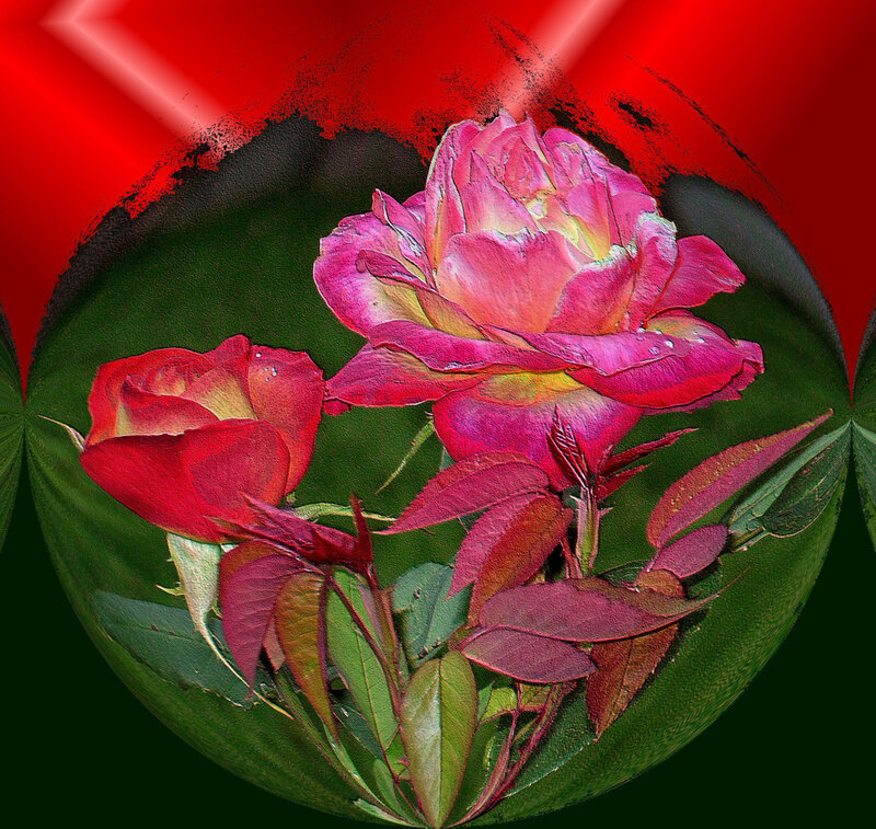 vibrant roses in a sphere