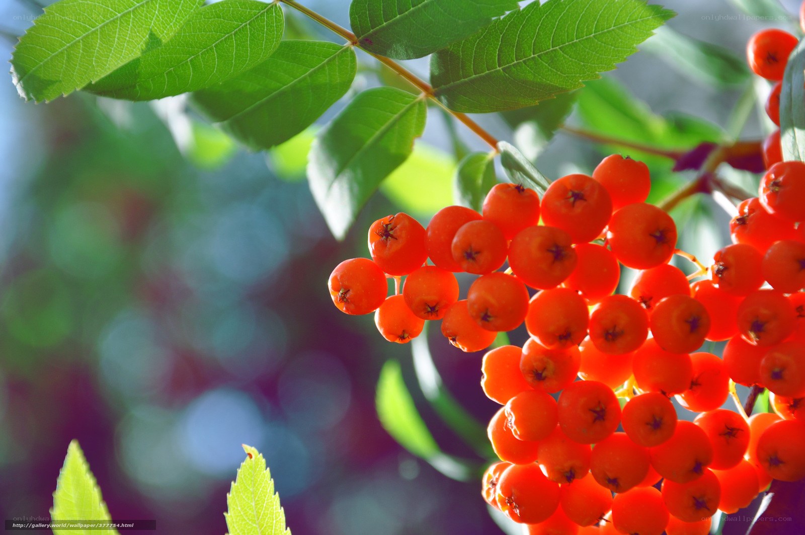 Vibrant rowan berries on a branch