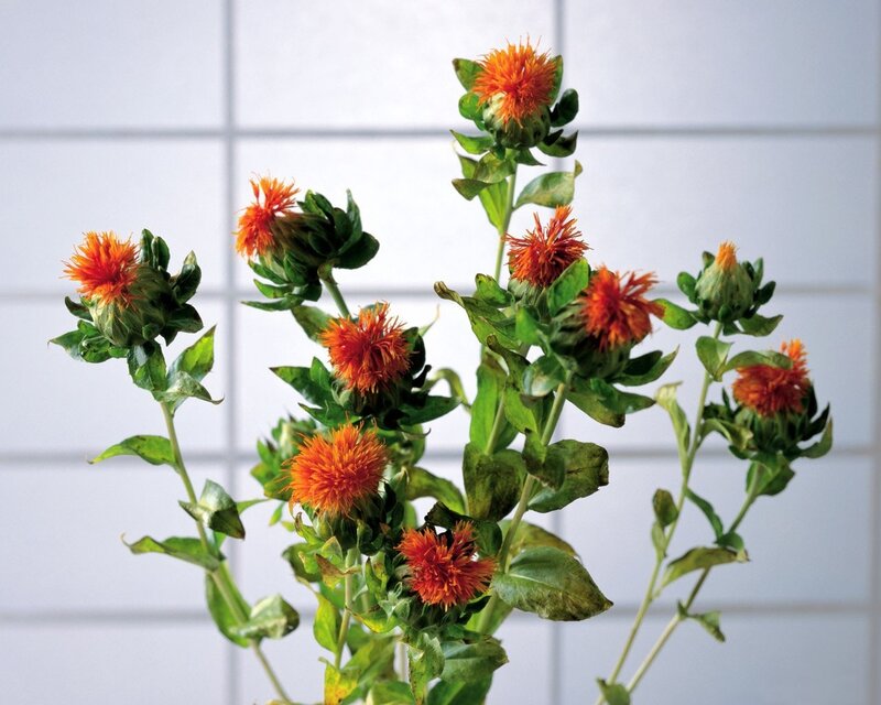 vibrant safflower blooms