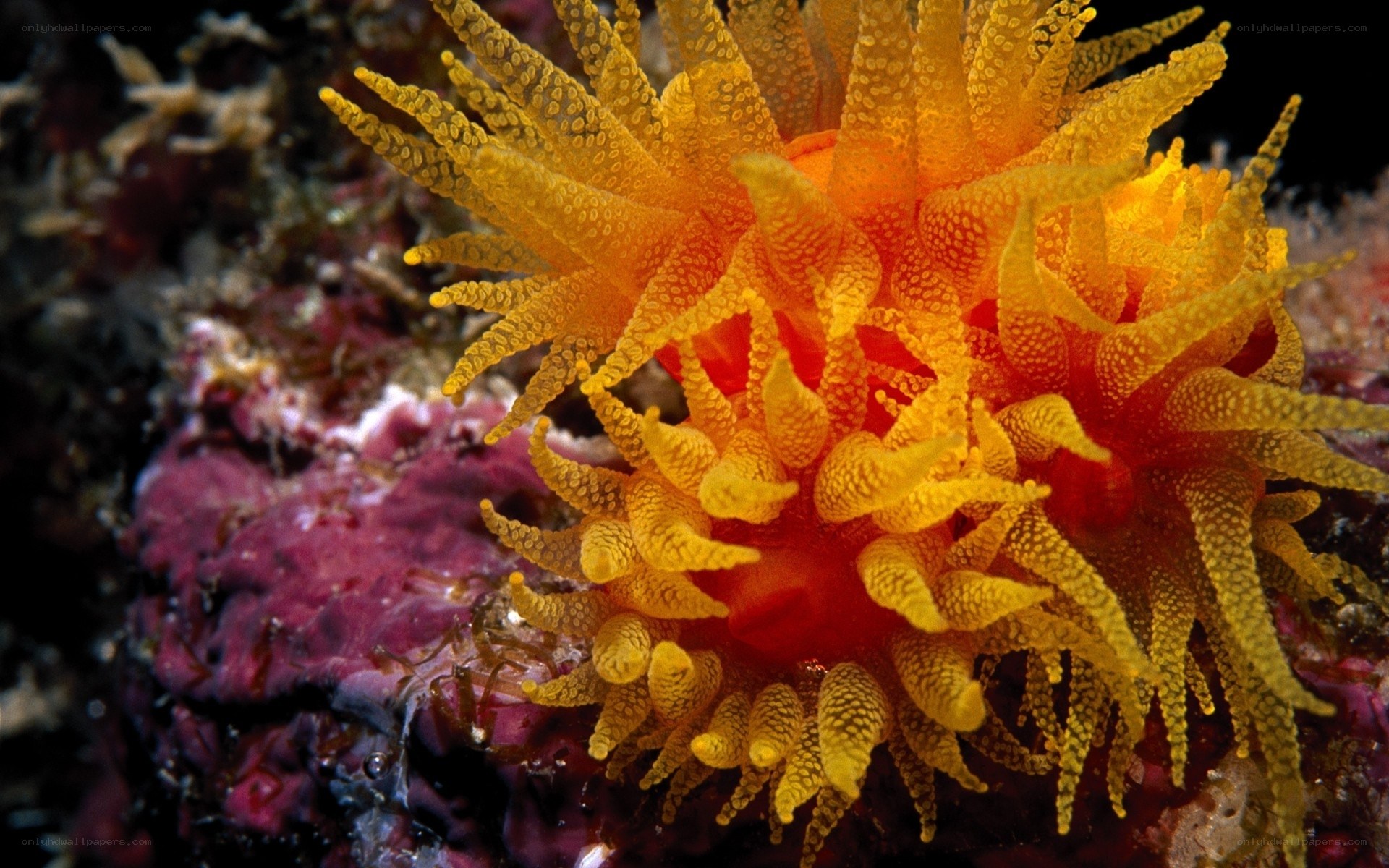 Vibrant sea anemone on reef