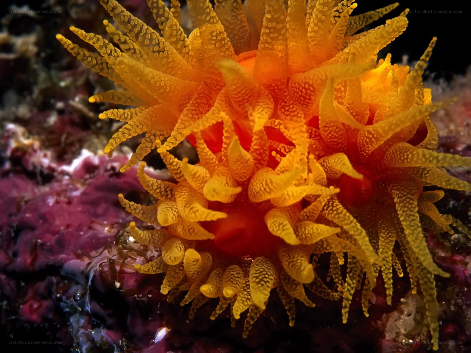 Vibrant sea anemone