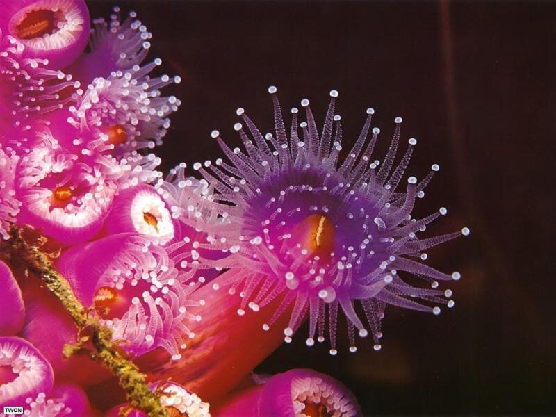 Vibrant sea anemones in close-up