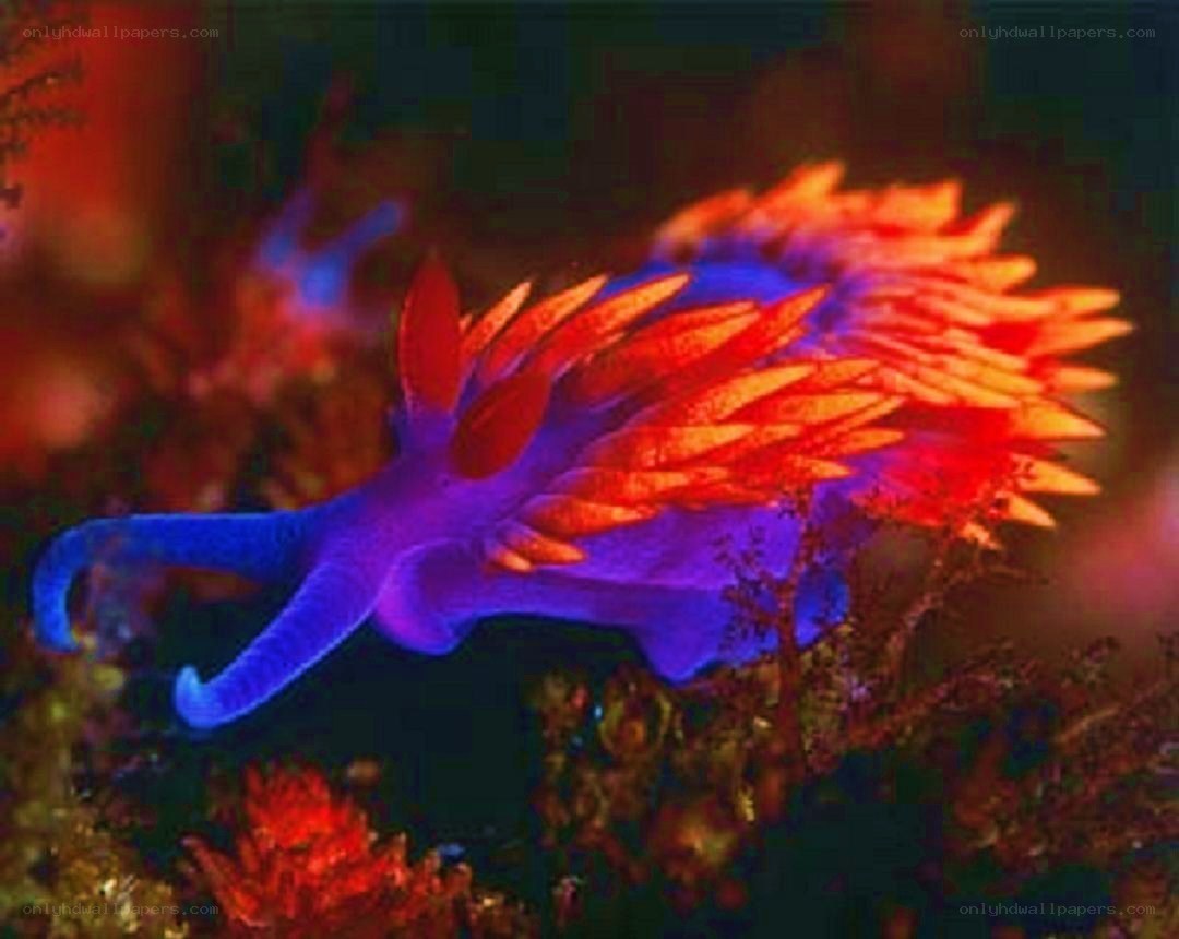vibrant sea slug in coral