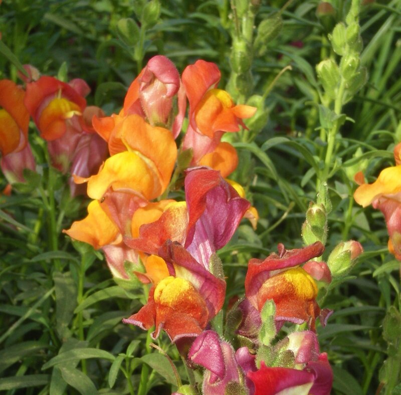 vibrant snapdragon flowers