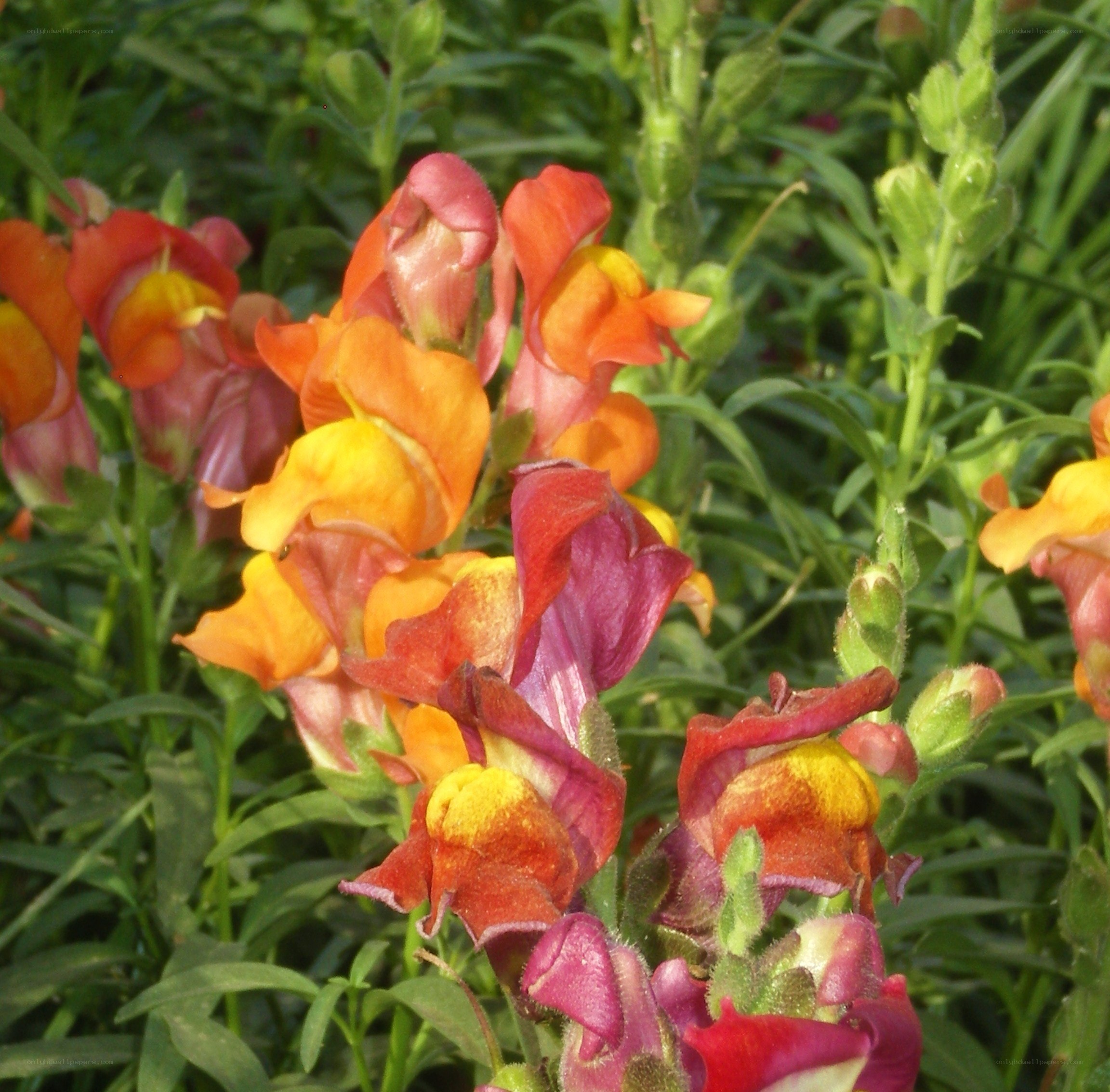 vibrant snapdragon flowers
