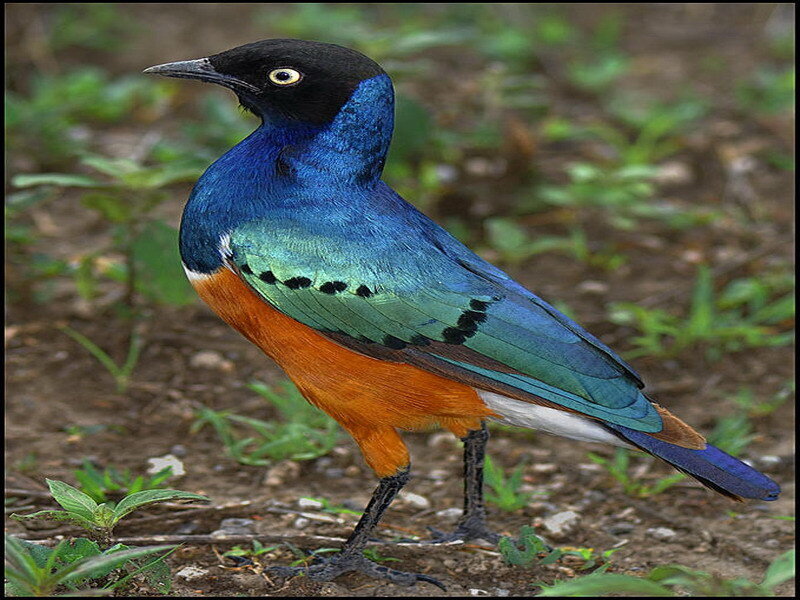 vibrant starling bird