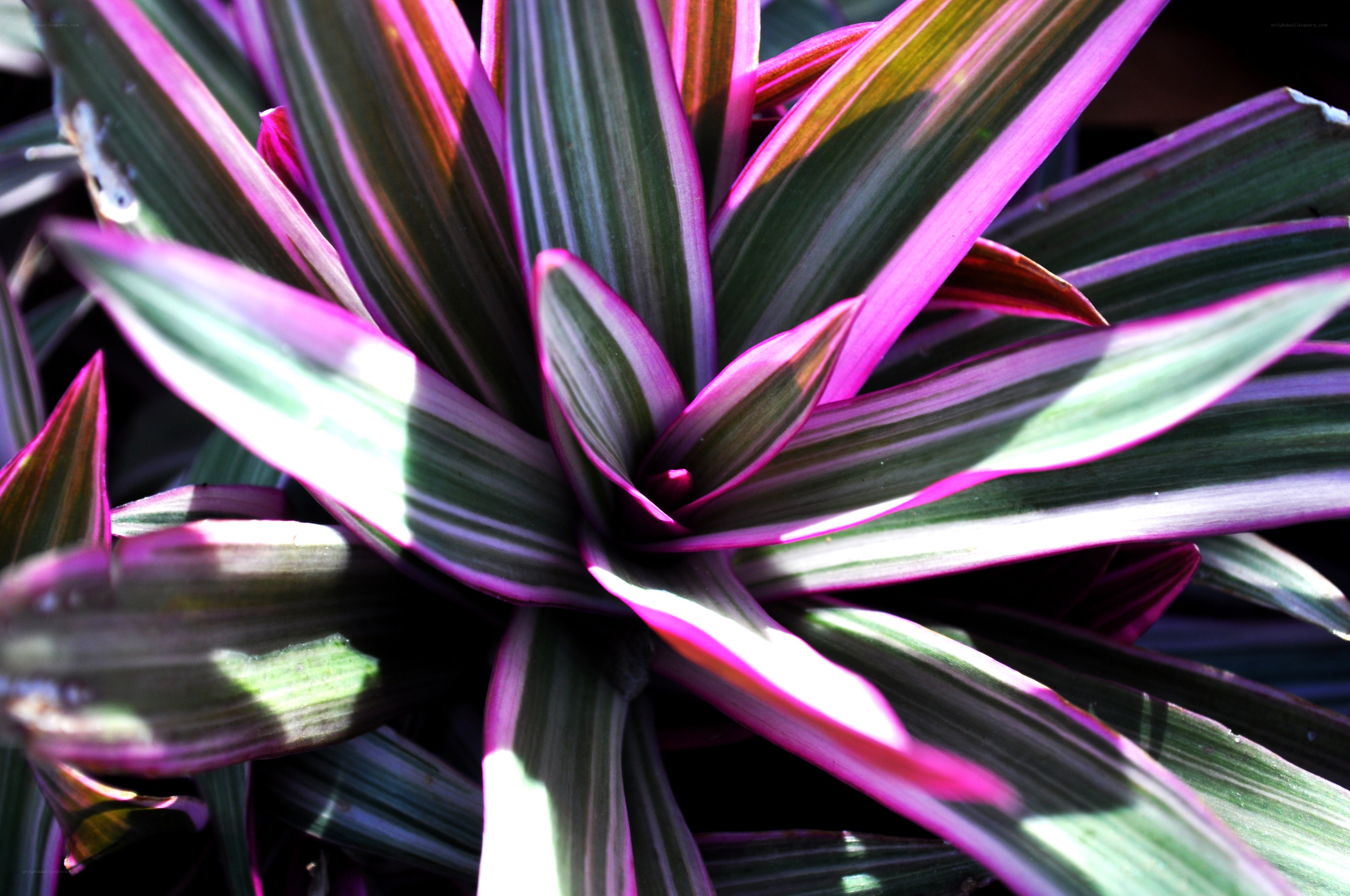 vibrant striped plant leaves