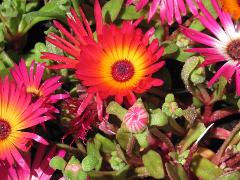 vibrant succulent flowers