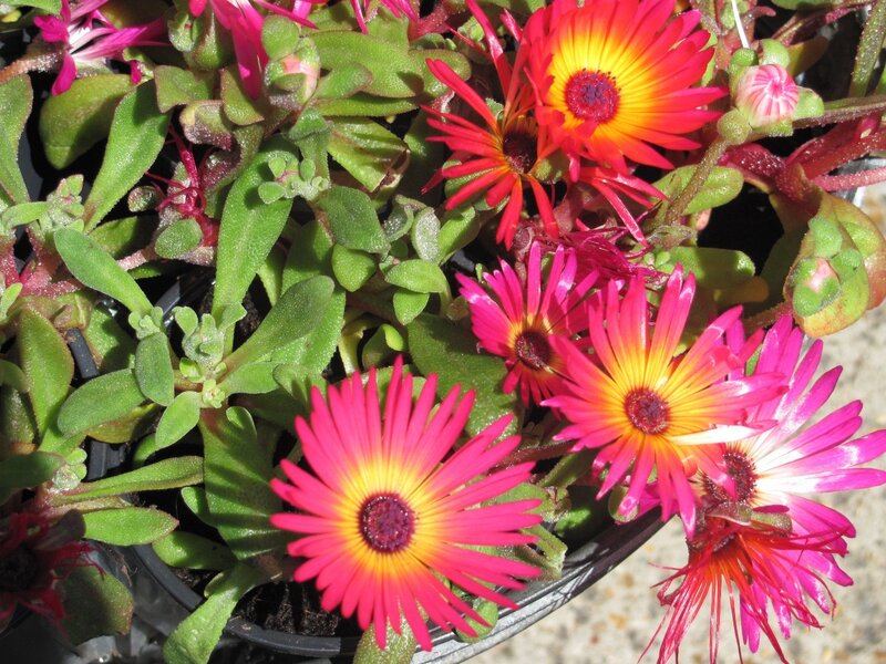 vibrant succulent flowers