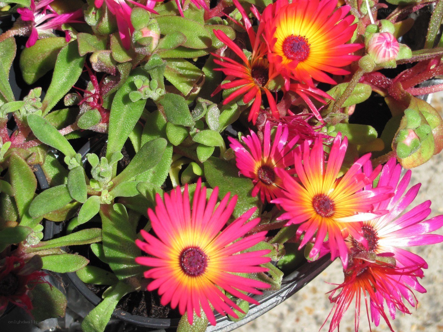 vibrant succulent flowers
