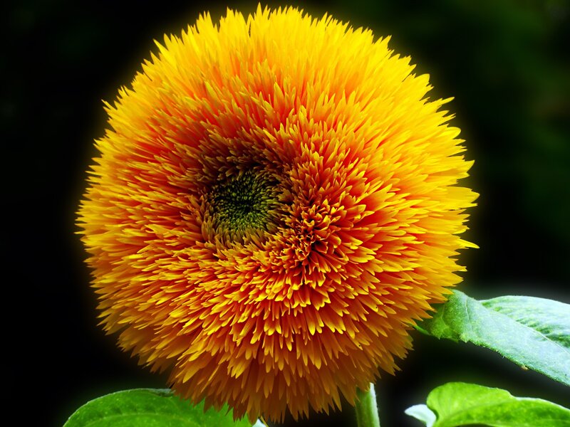 vibrant sunflower bloom