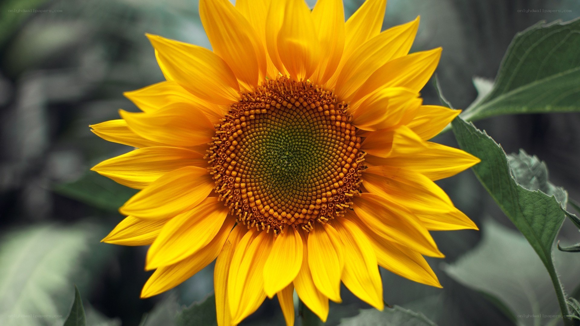 vibrant sunflower in bloom