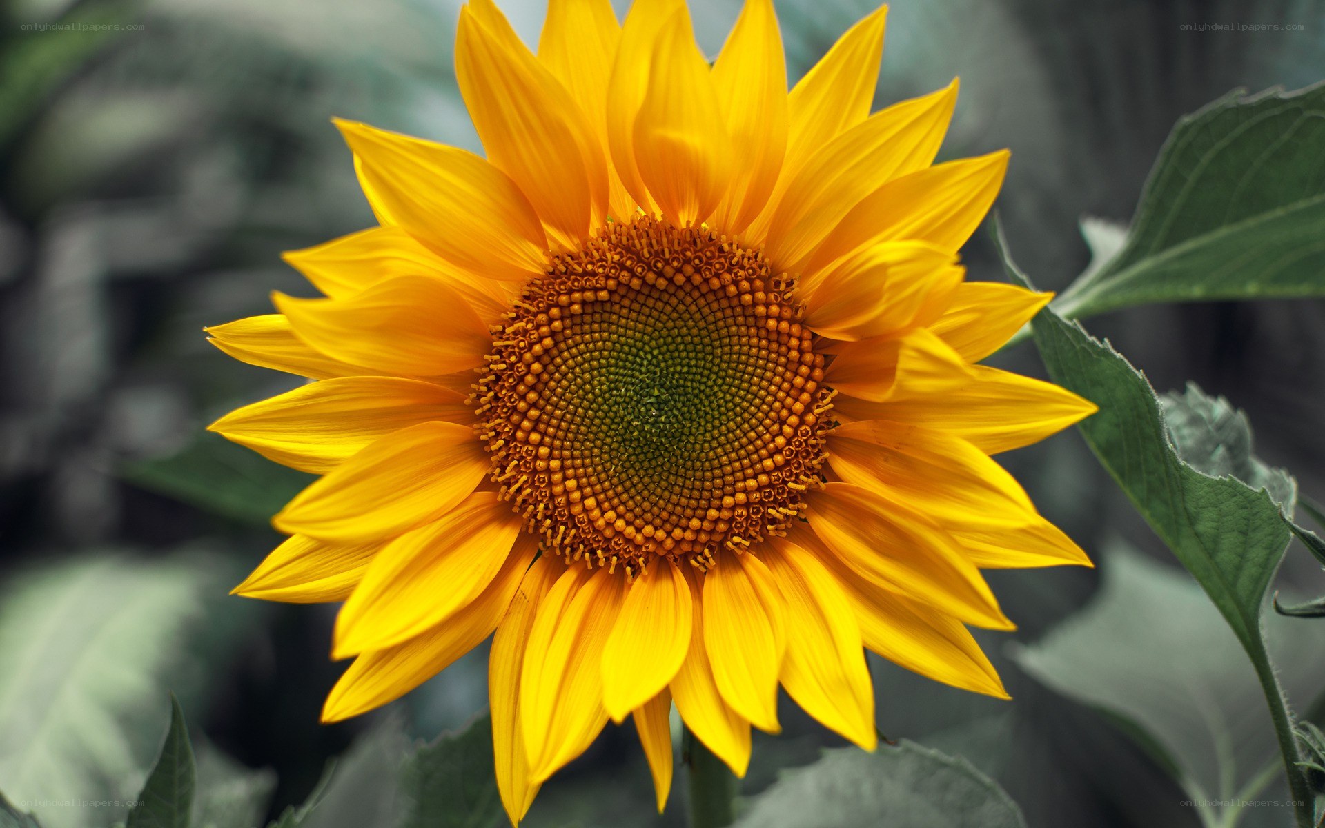 Vibrant sunflower in bloom