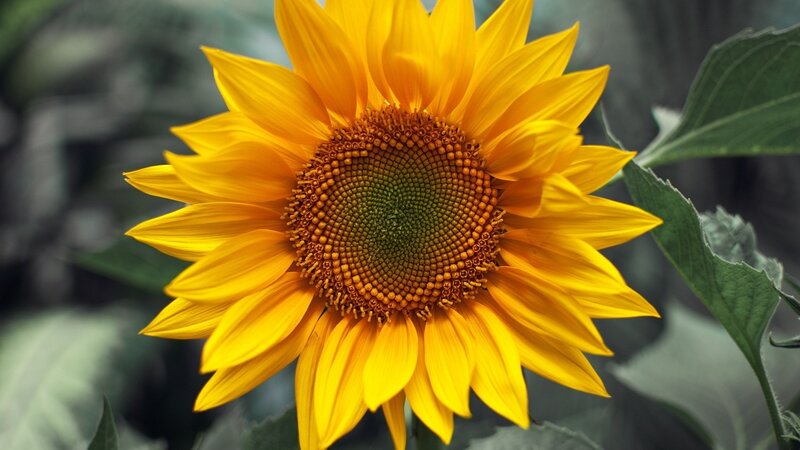 Vibrant sunflower in bloom