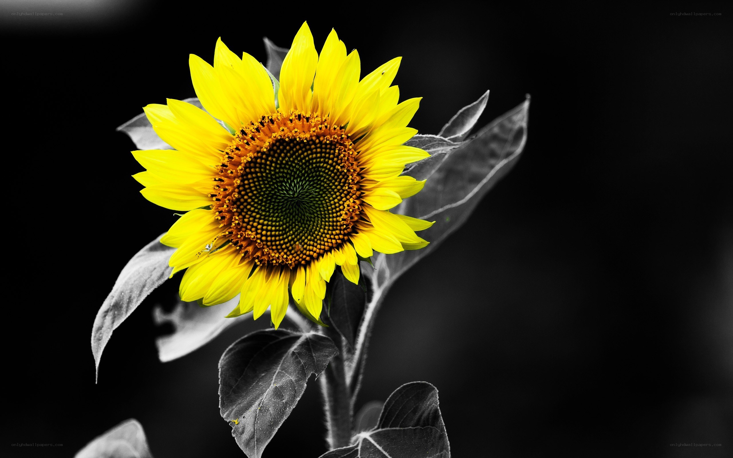 vibrant sunflower in monochrome