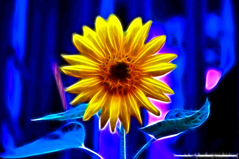 Vibrant sunflower in neon glow