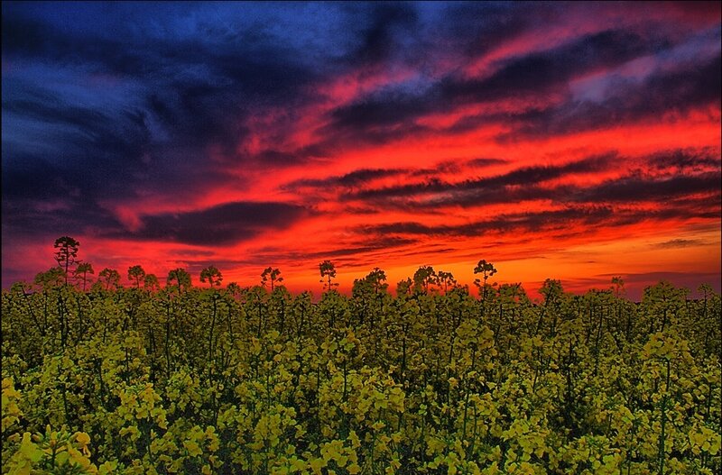 Vibrant sunset over a canola field