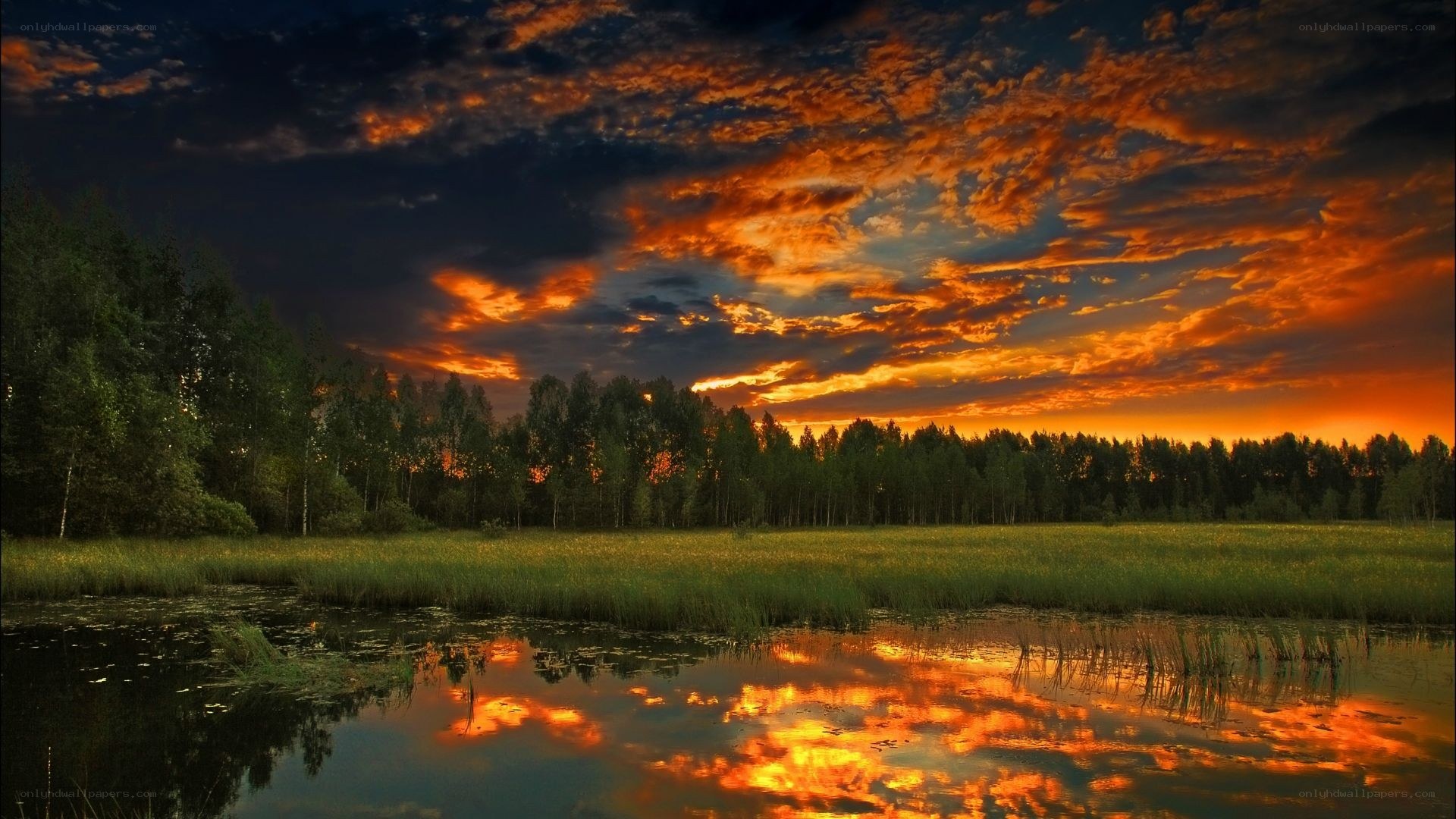 Vibrant sunset over a forest pond