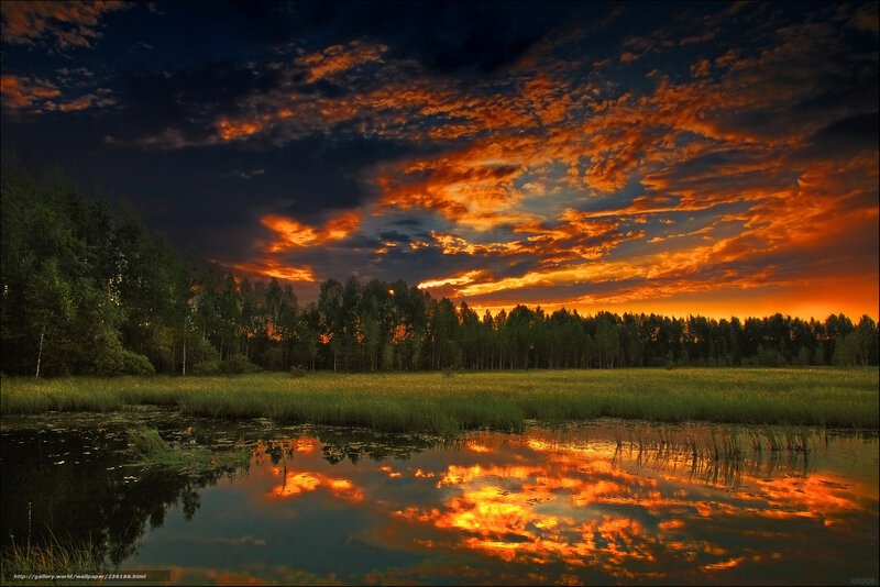 Vibrant sunset over a forest pond
