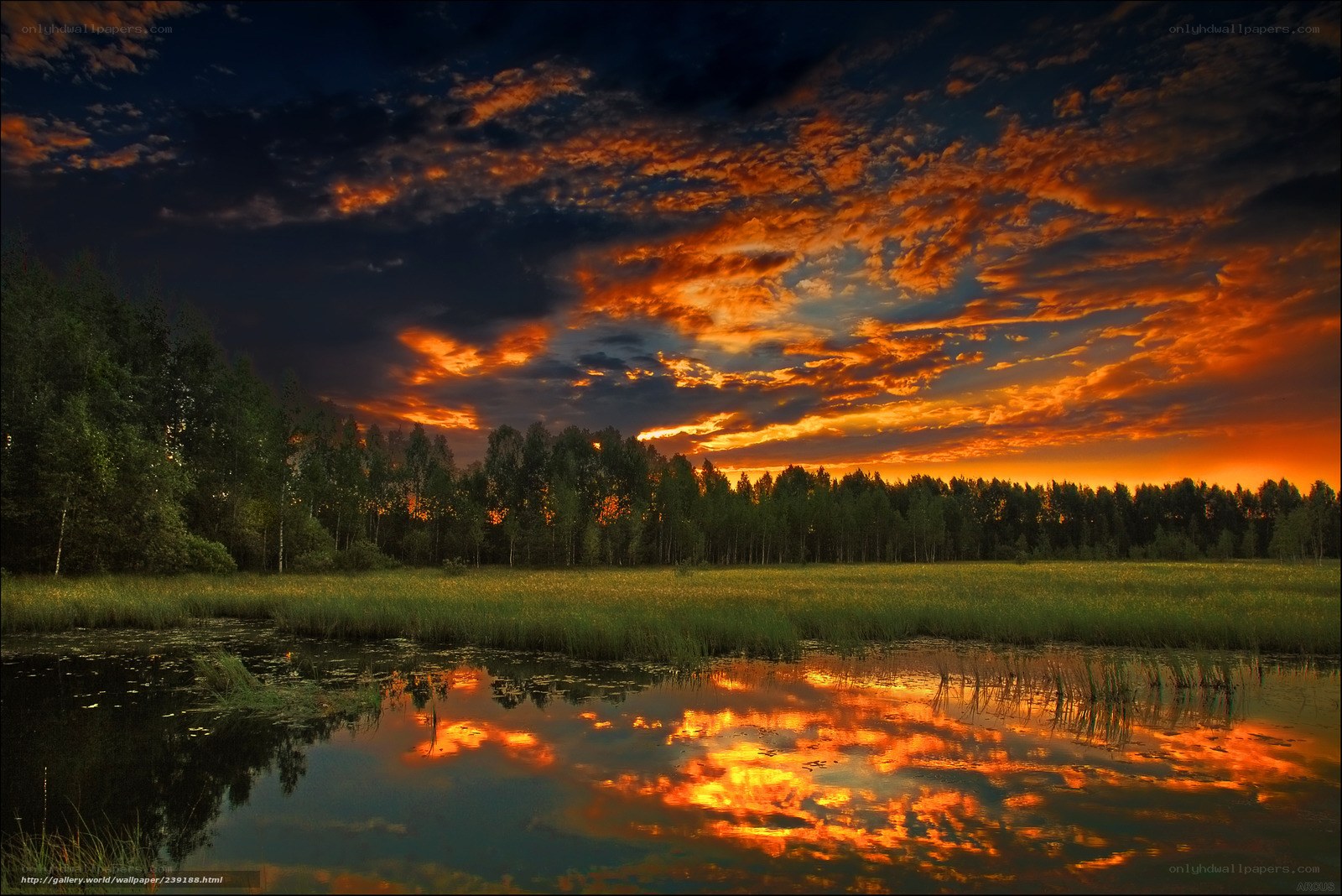 Vibrant sunset over a forest pond
