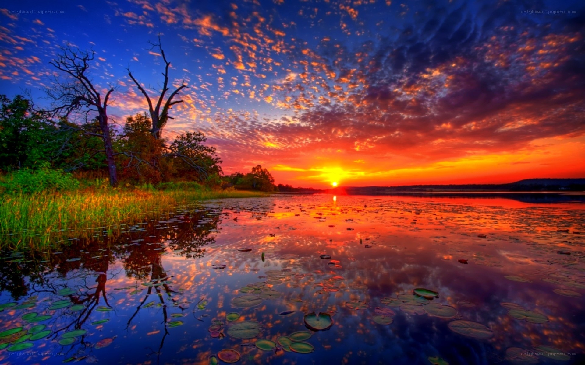 Vibrant sunset over a lily pond